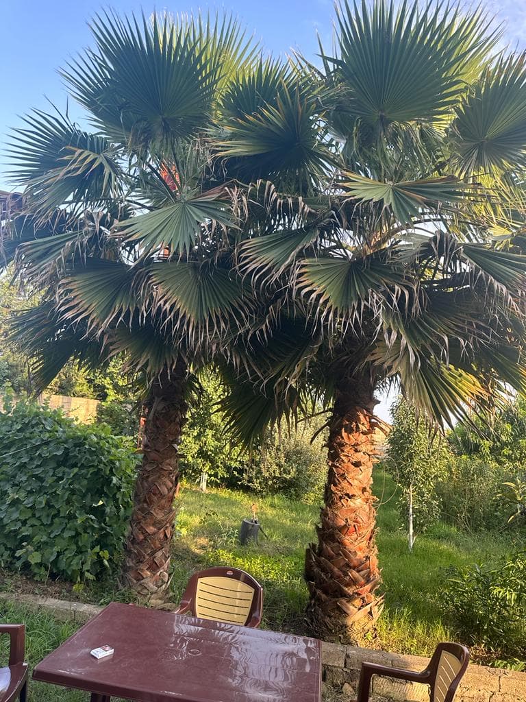 Palma