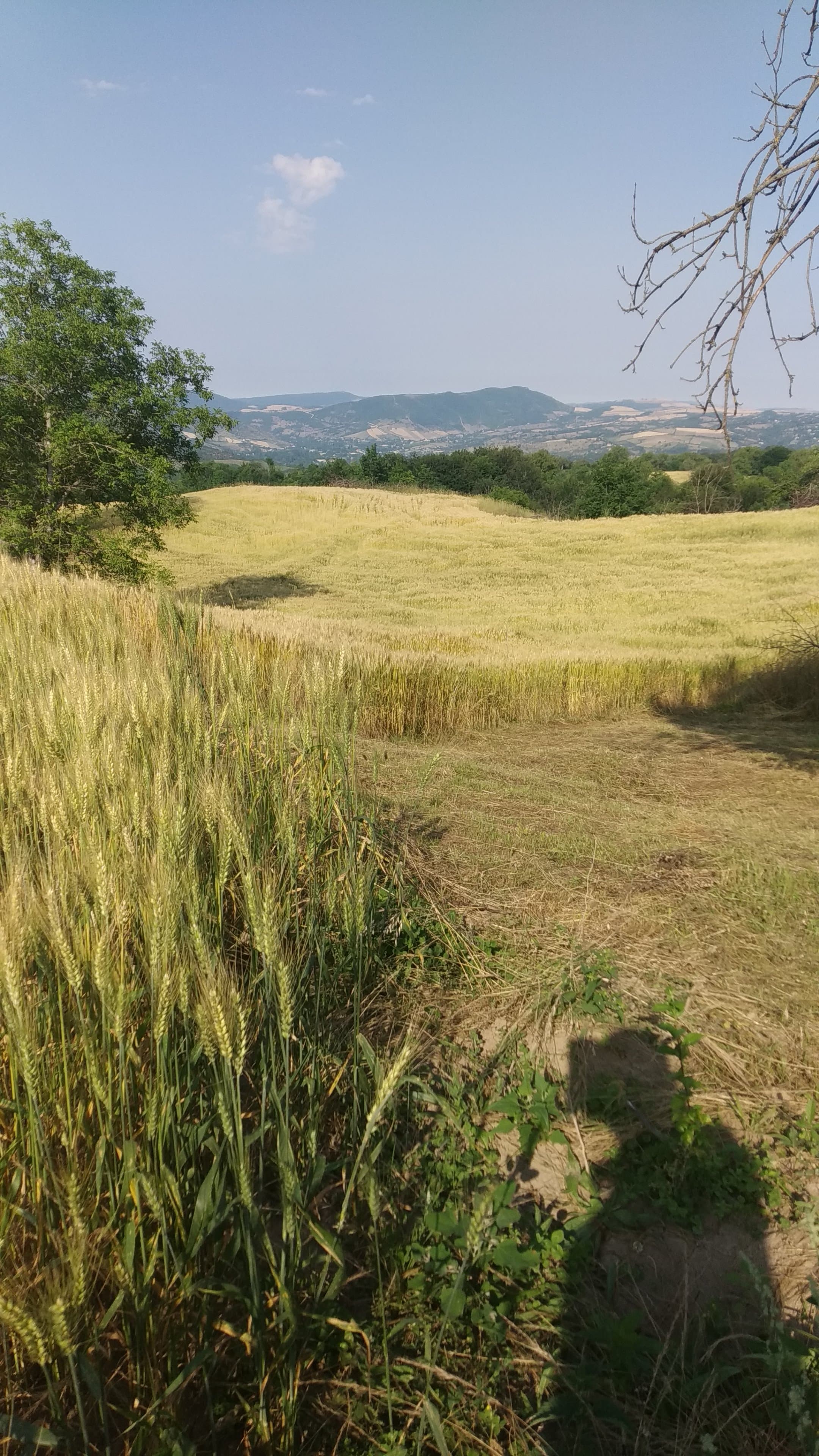 Qobustan R2 buğda