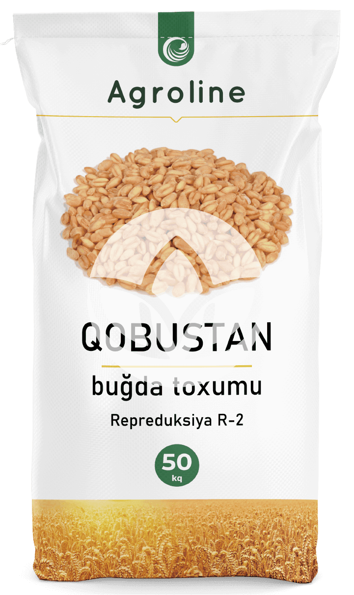Qobustan Buğda növü