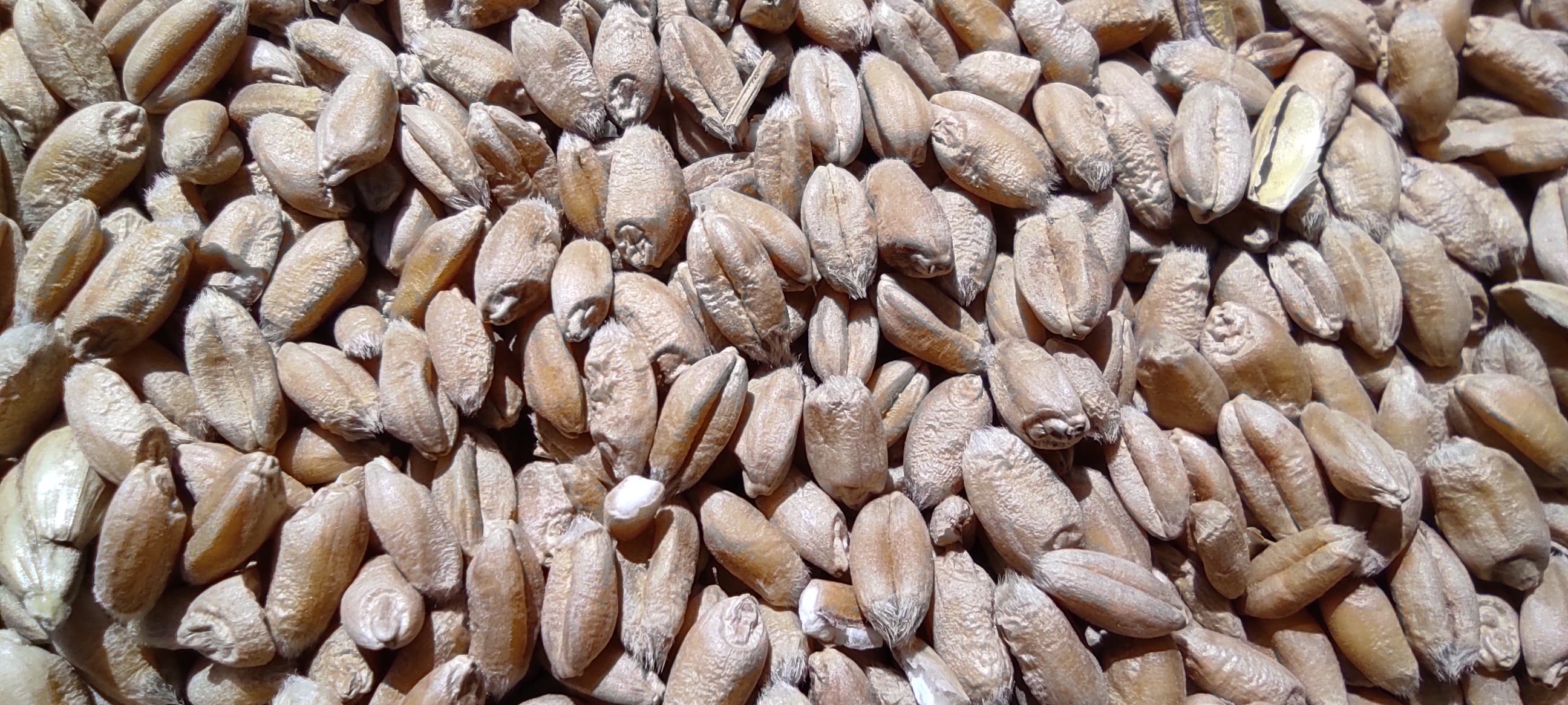Mourizio