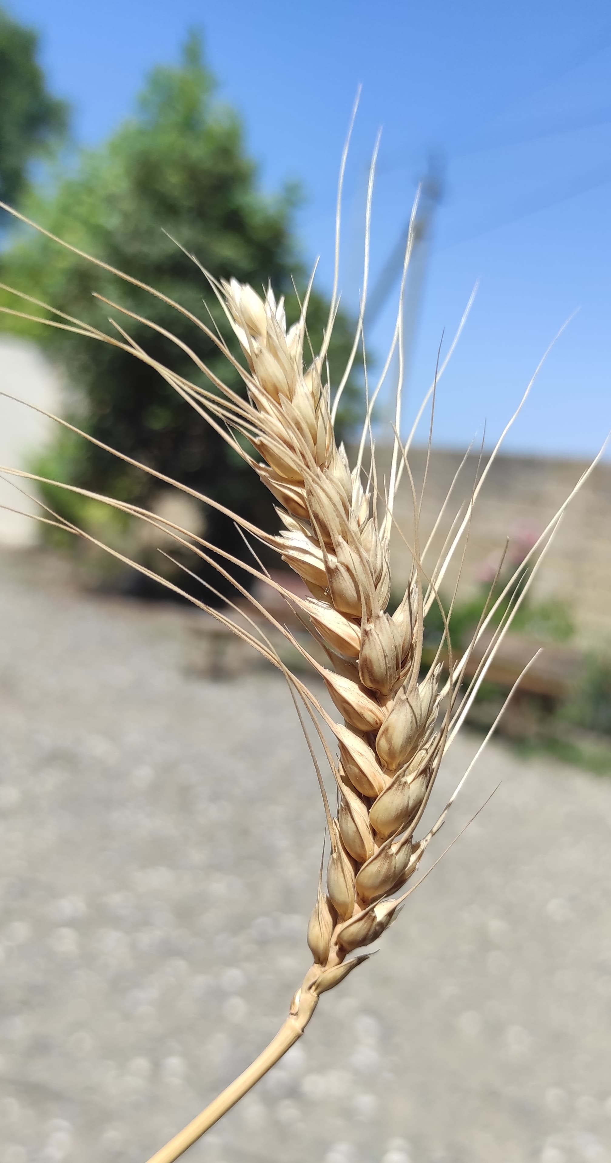 Mourizio