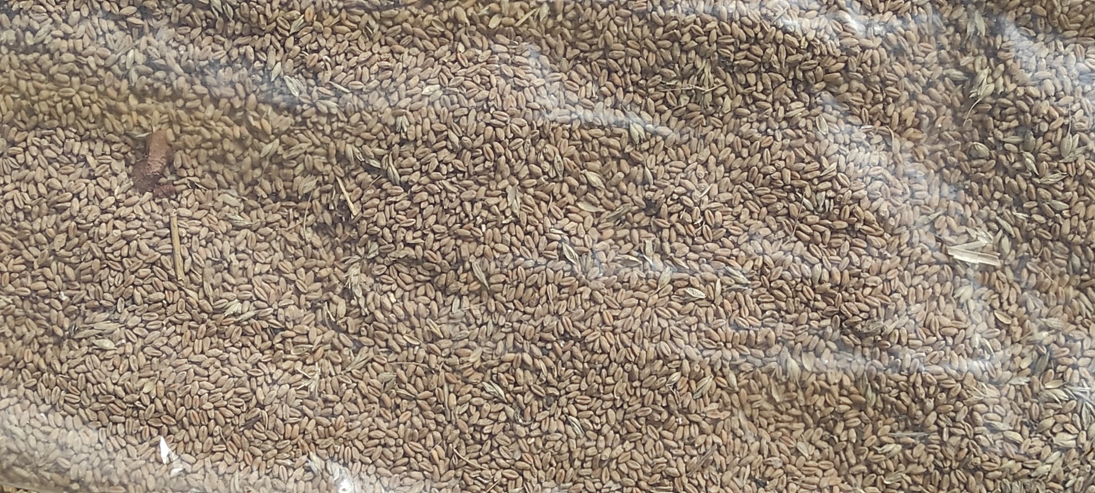 Mourizio