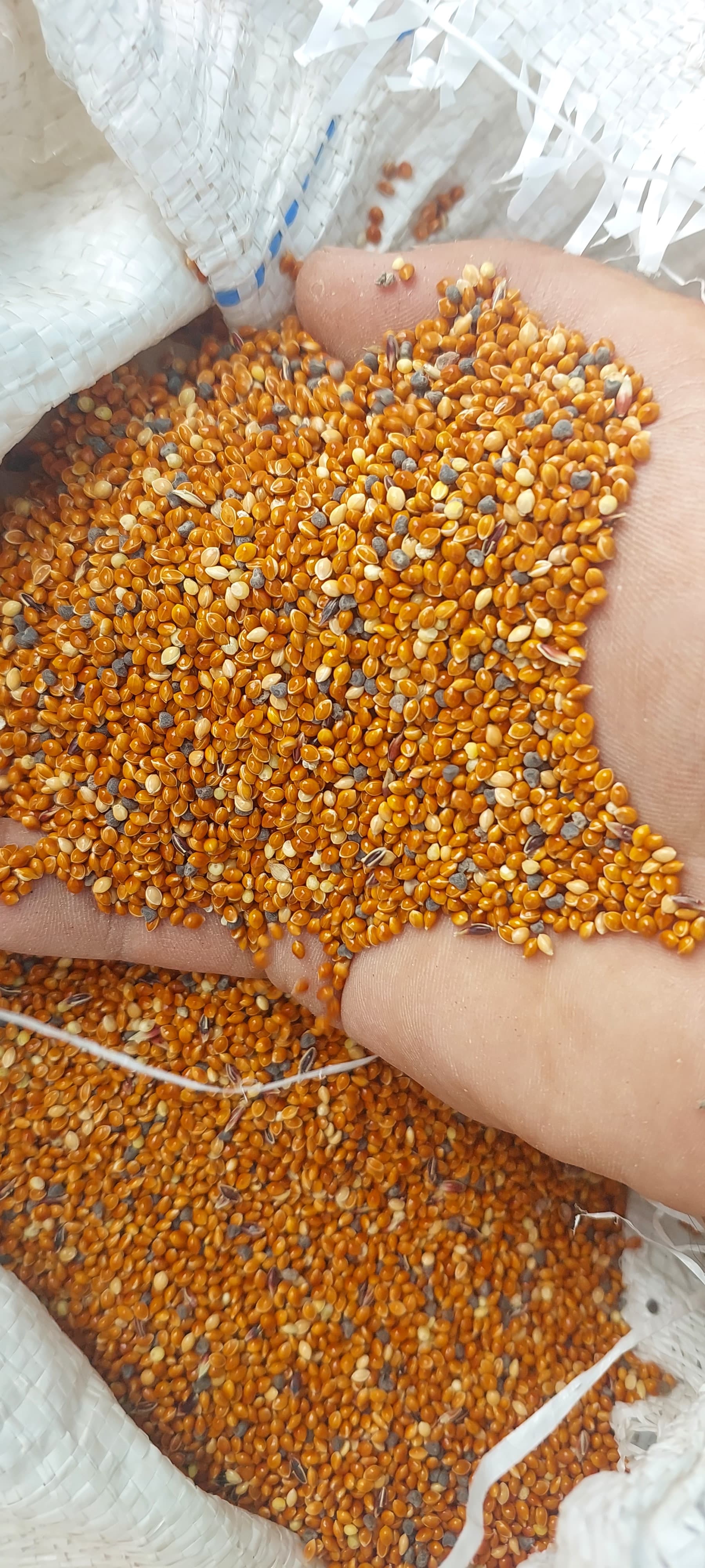 Darı