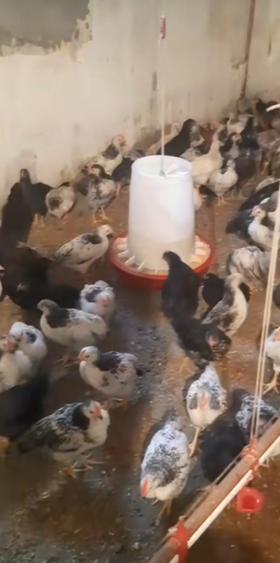Serebrist çolpa satışı