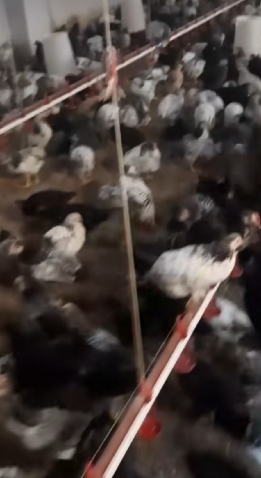 Serebrist çolpa satışı
