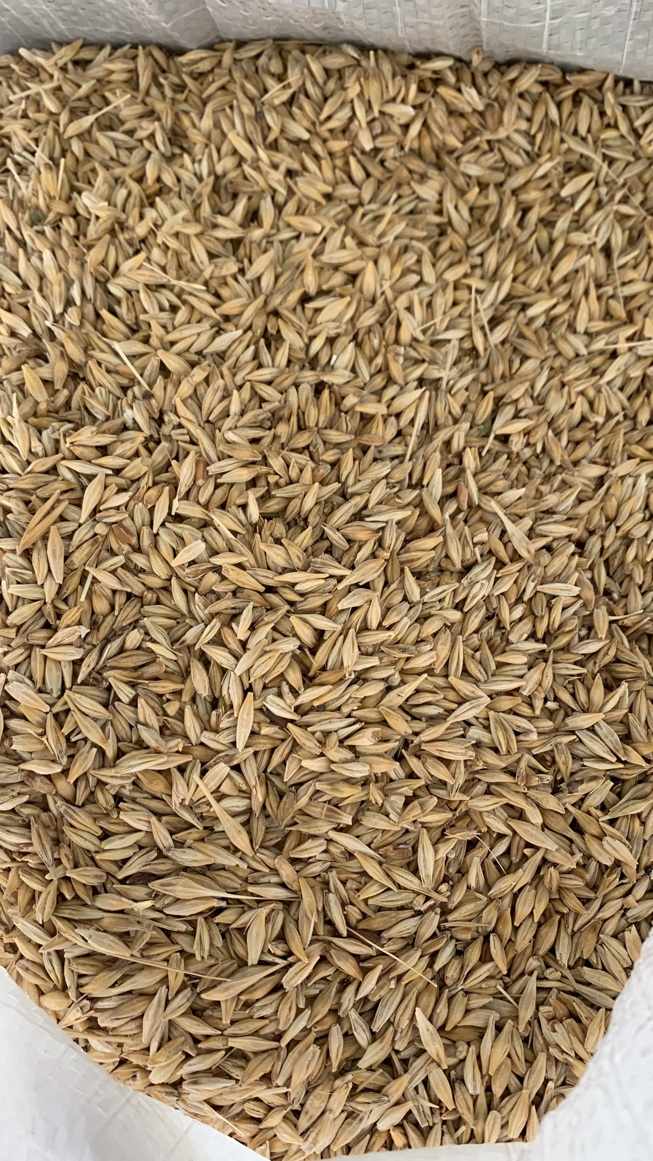 Arpa satılır