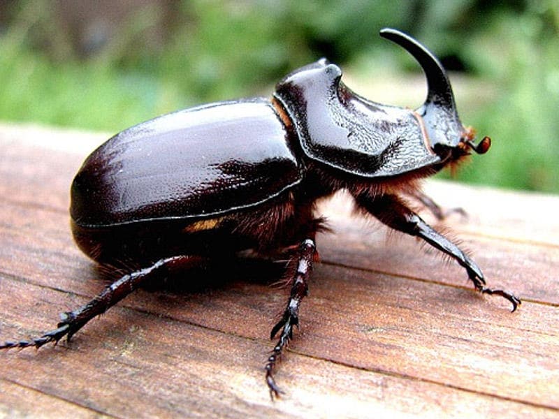 Kərgədan böcəyi