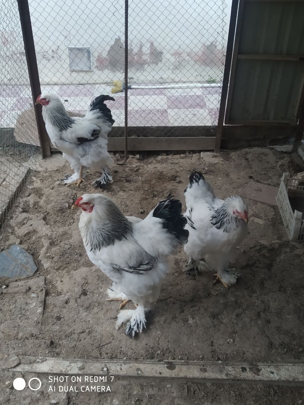 Brama toyuğu