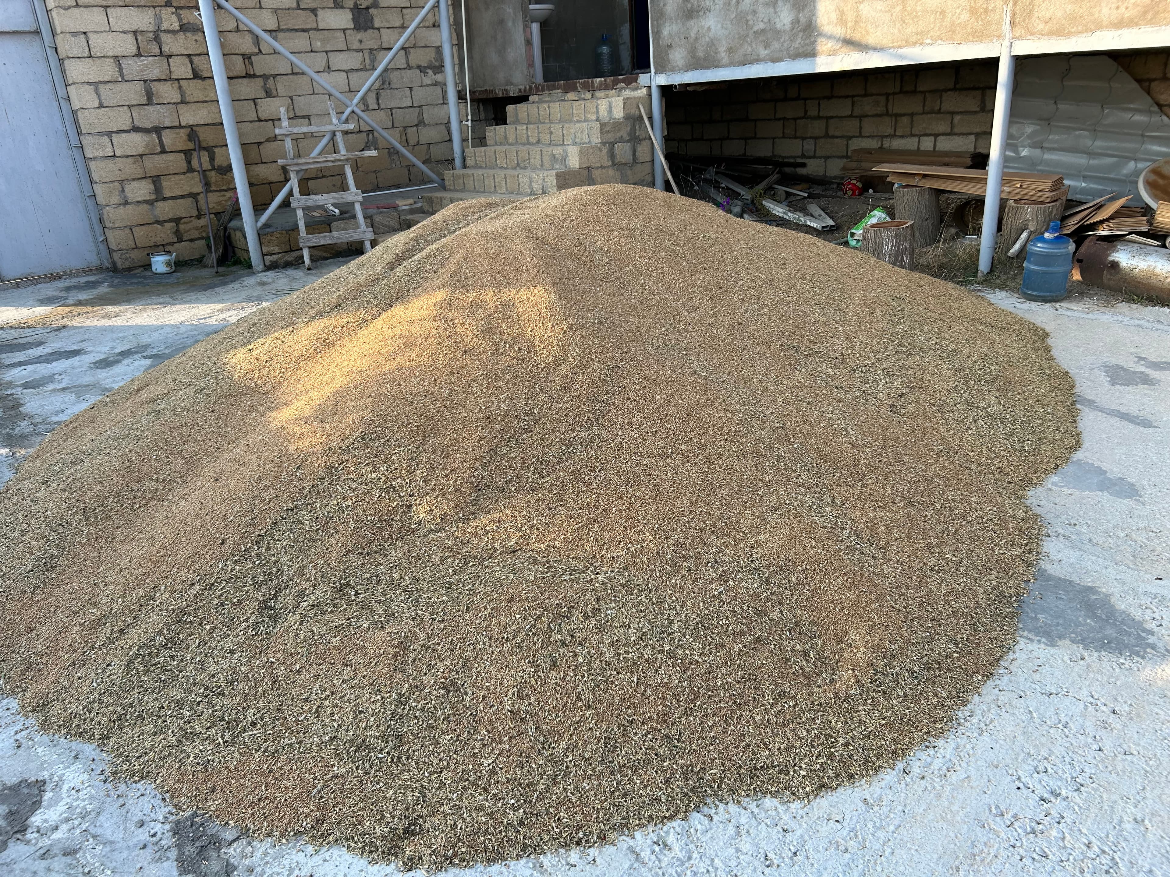 Buğda satılır