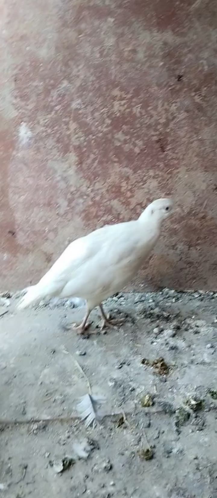 Ponpon sibrayt yaponka qırqovul