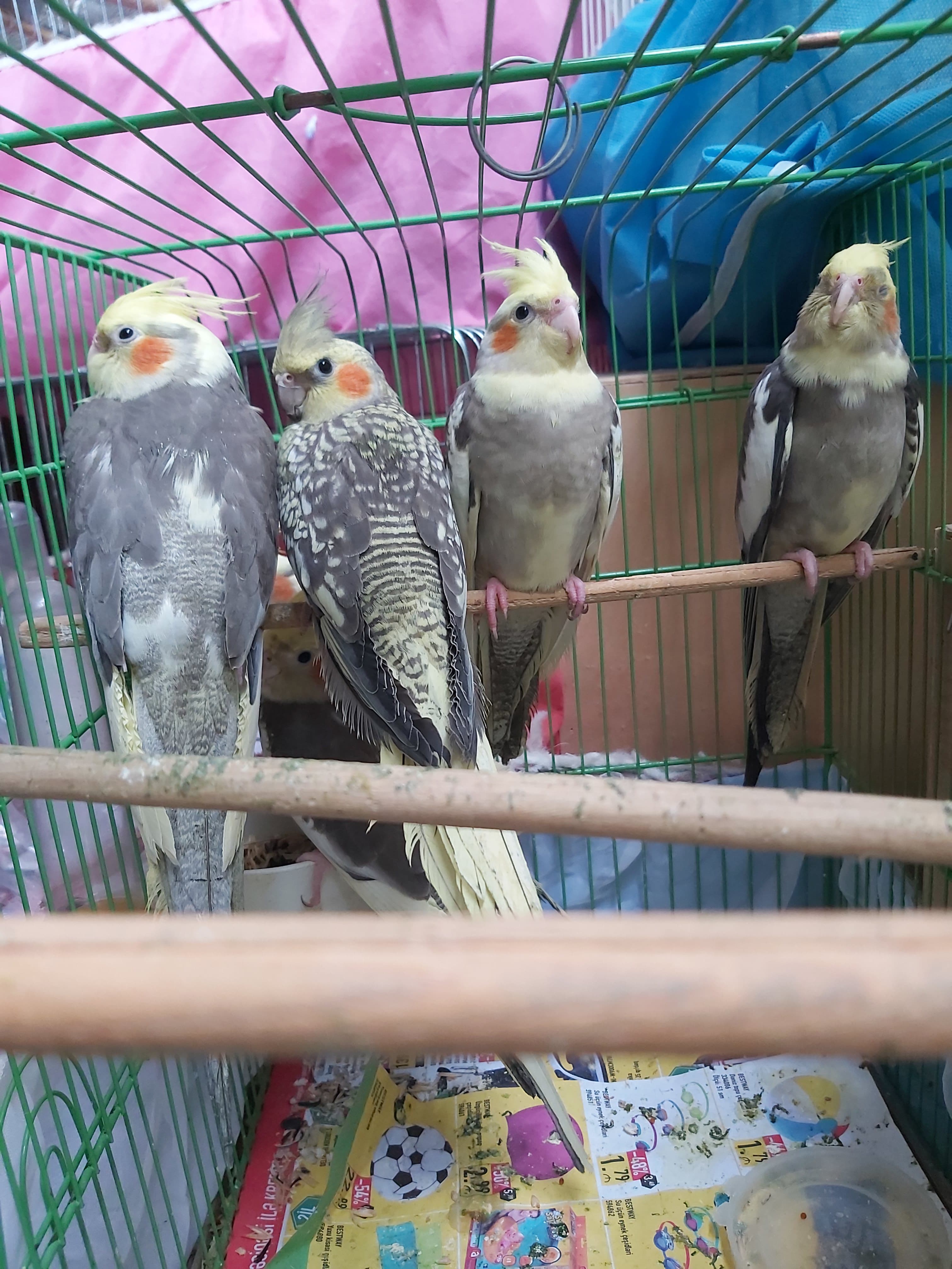 Karella