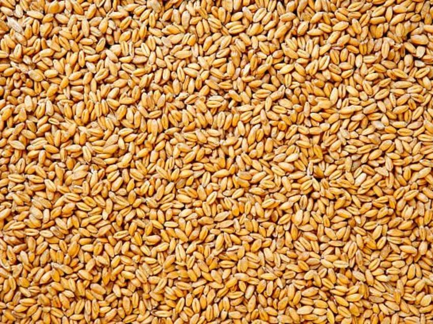 Fransa buğda növü bernan (qırmızı)