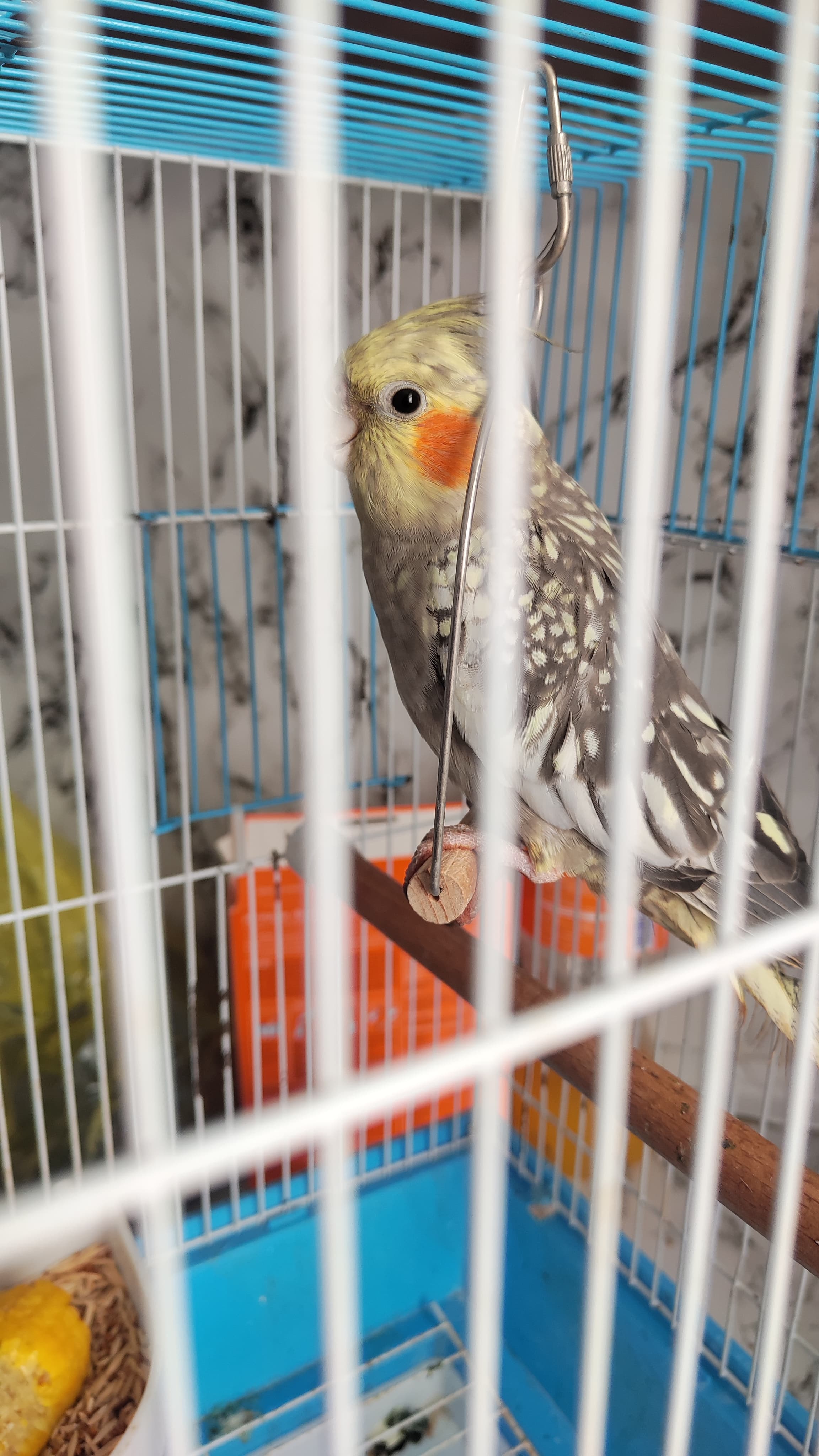 Tutuquşu