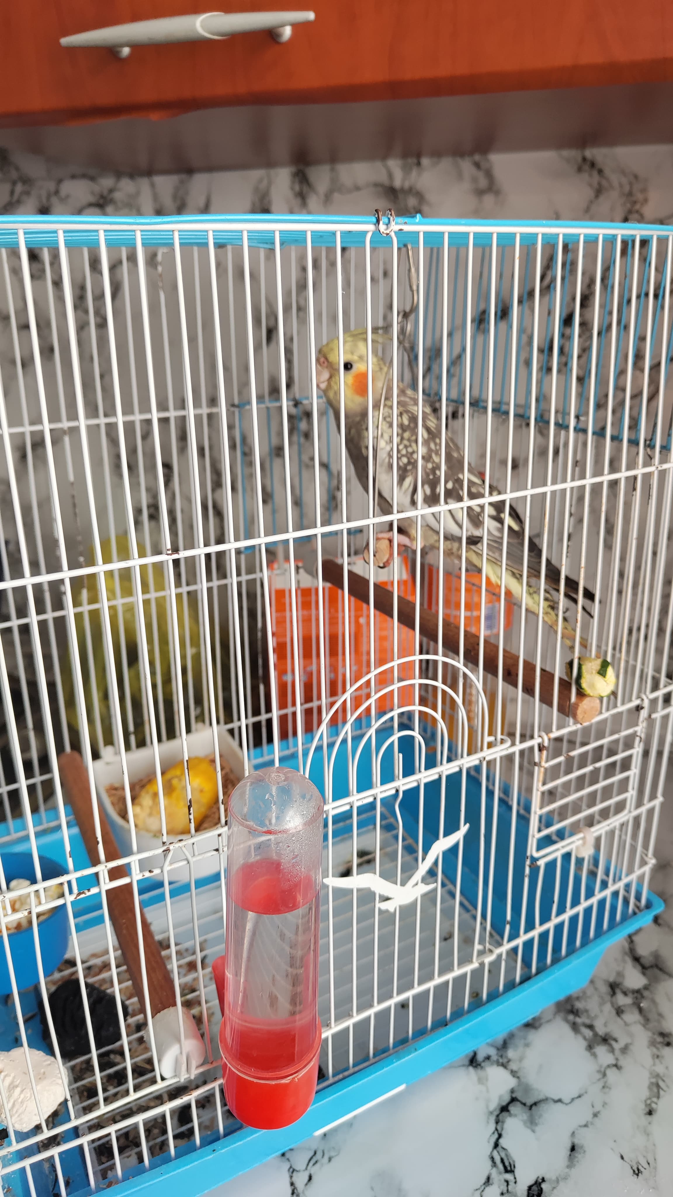 Tutuquşu
