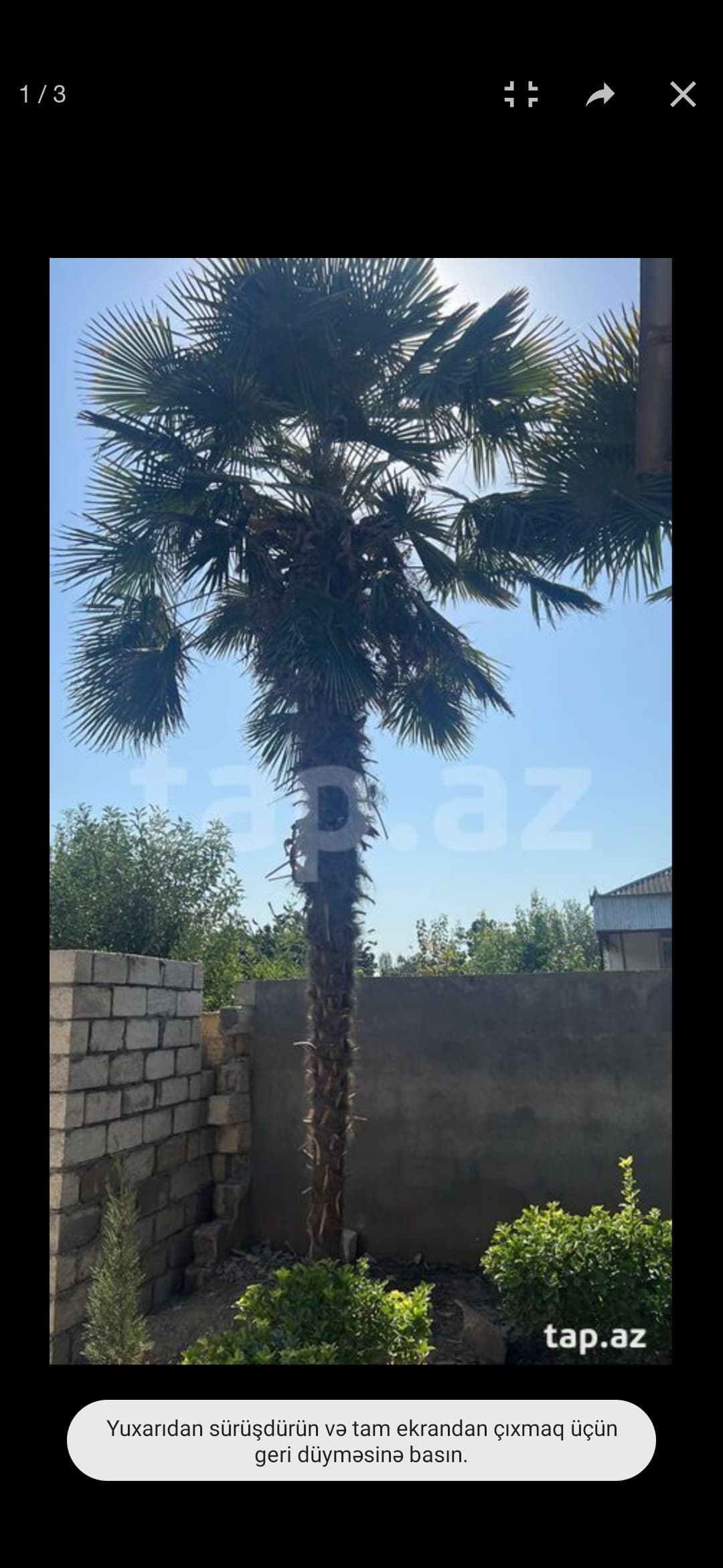 Palma ağacı