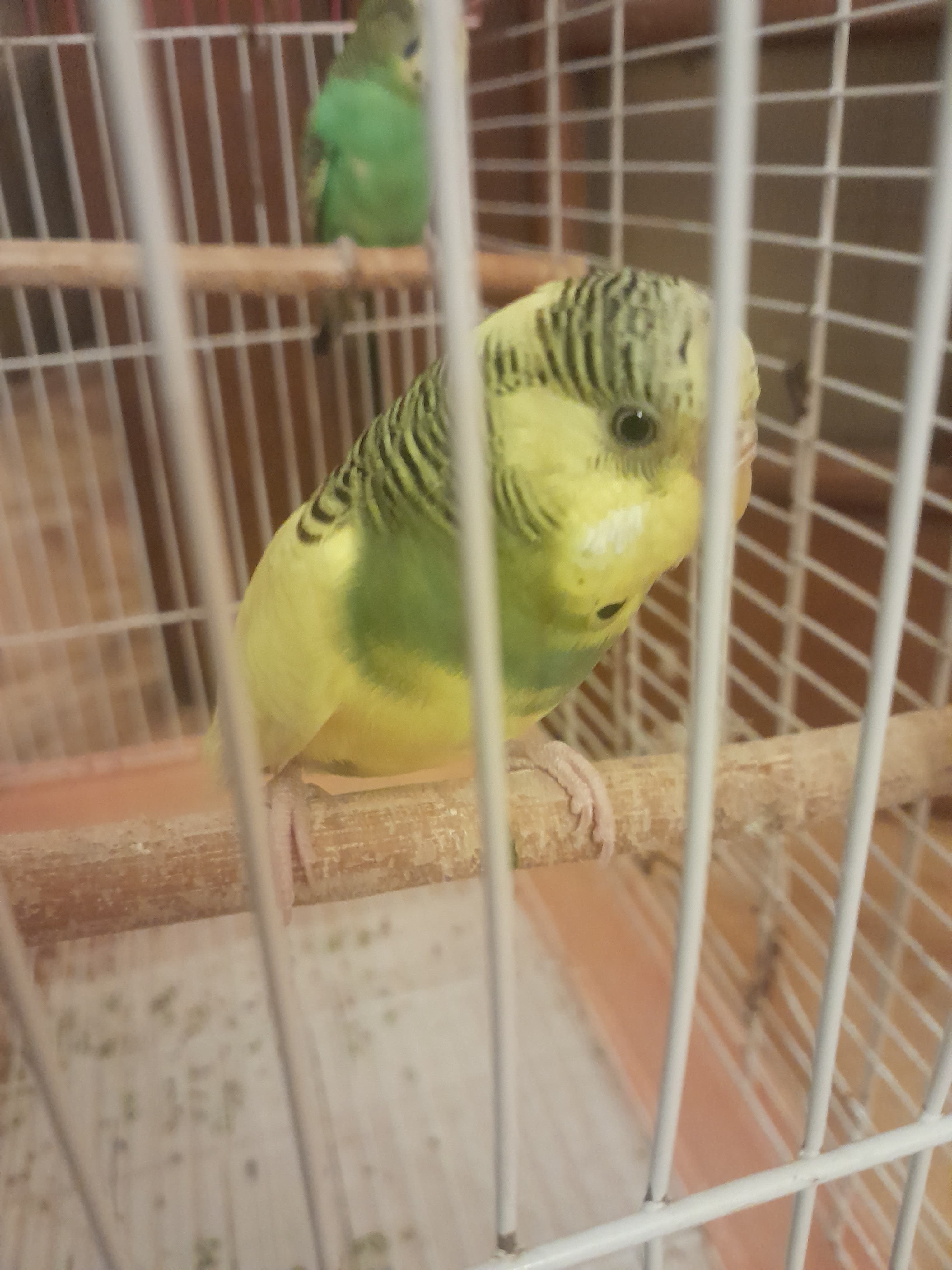 2 Quş və Qəfəs