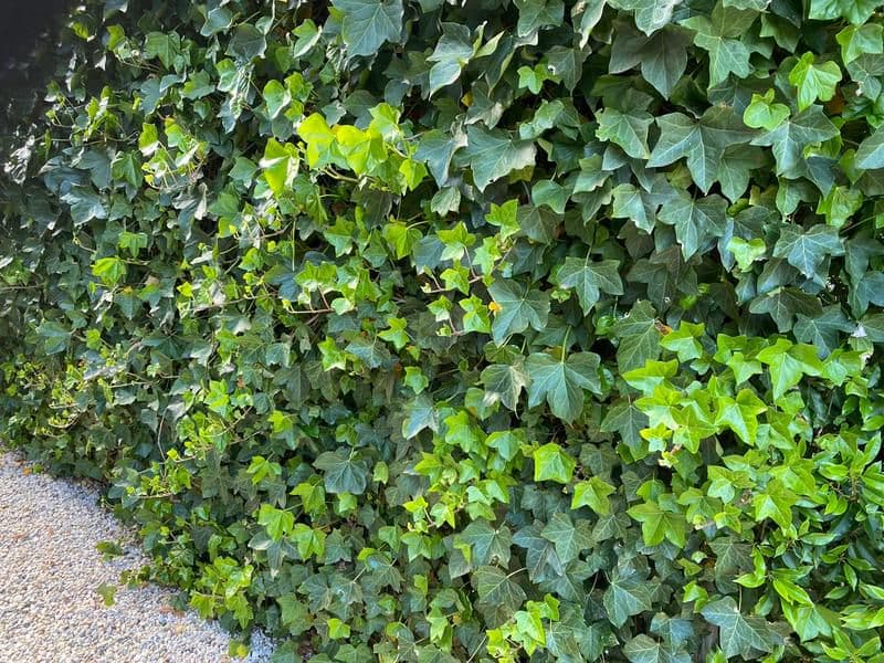 "Hedera sarmaşığı"