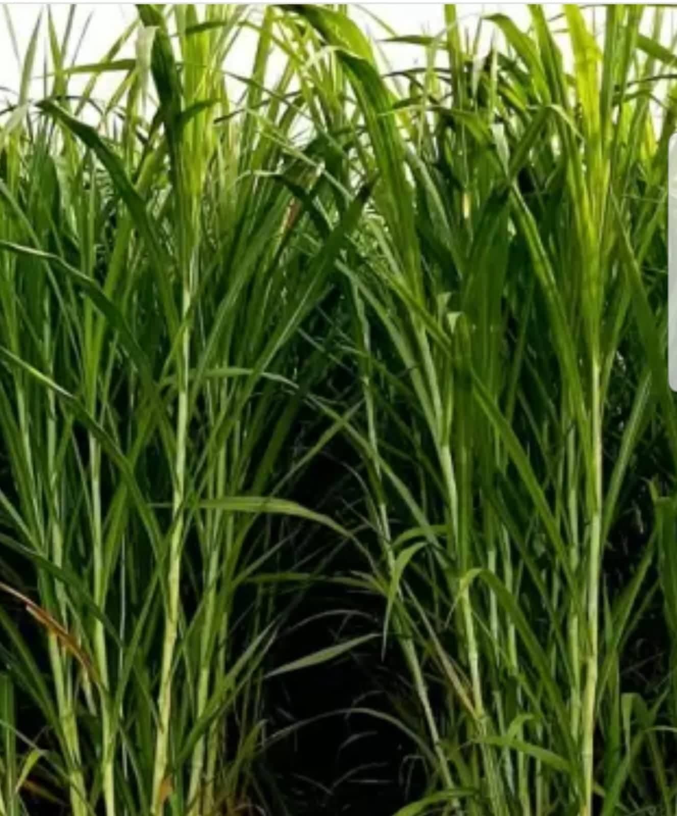 Maralfalfa