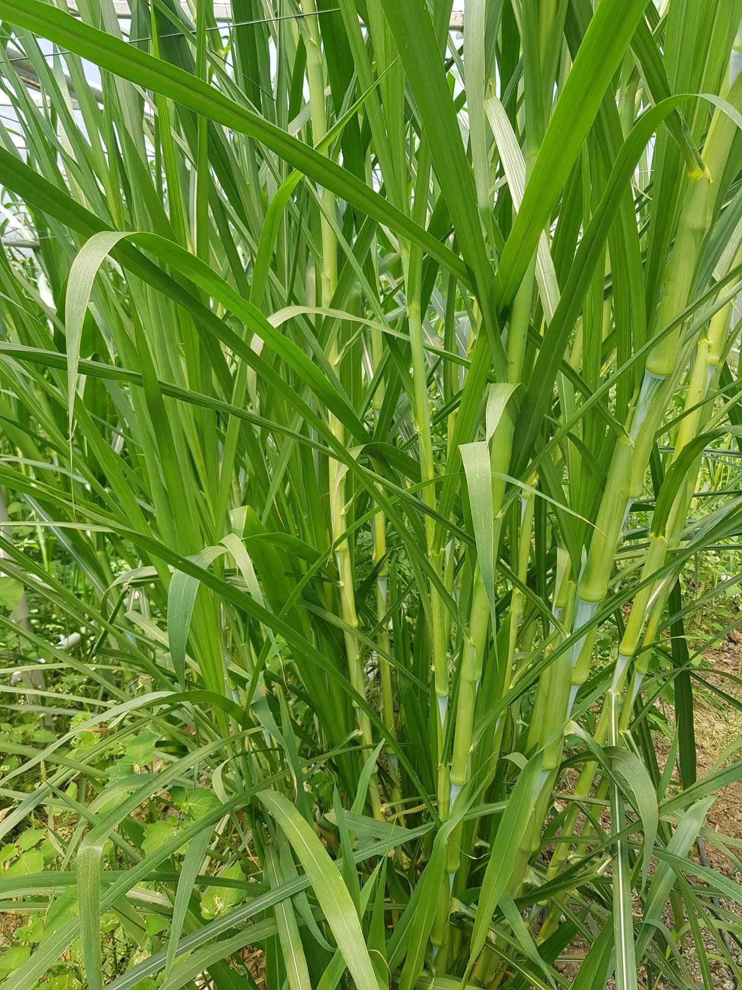 Maralfalfa