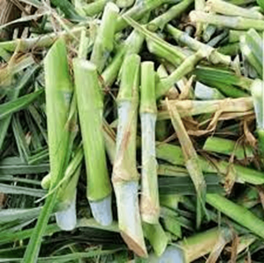 Maralfalfa