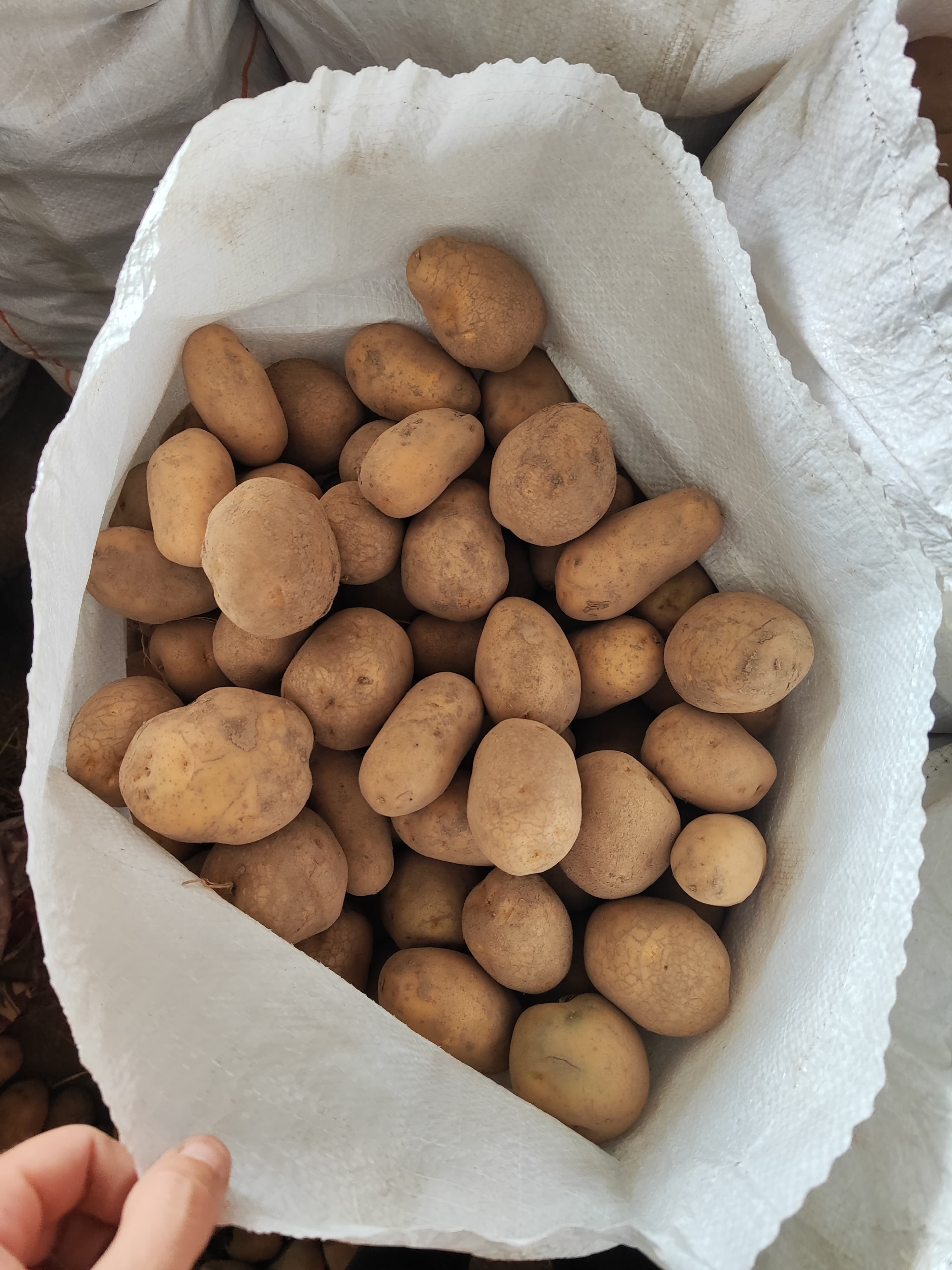 Qusar kartofu