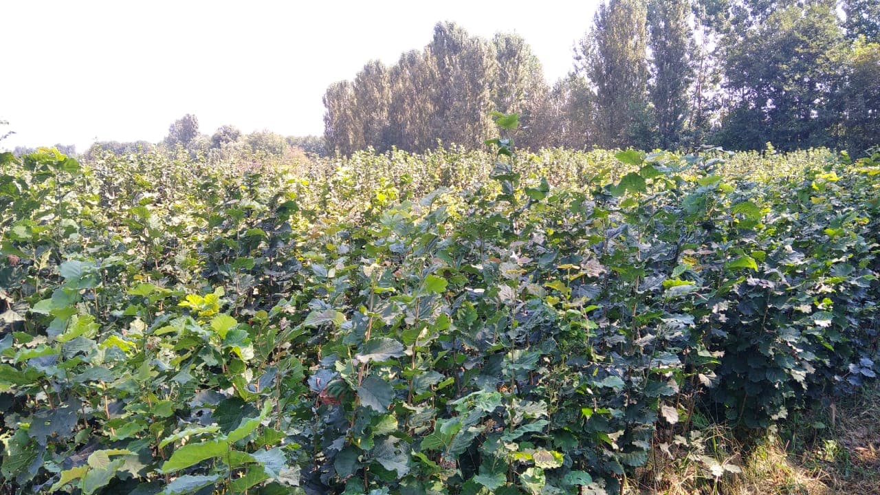 "Tonda di Giffoni" fndıq tingi