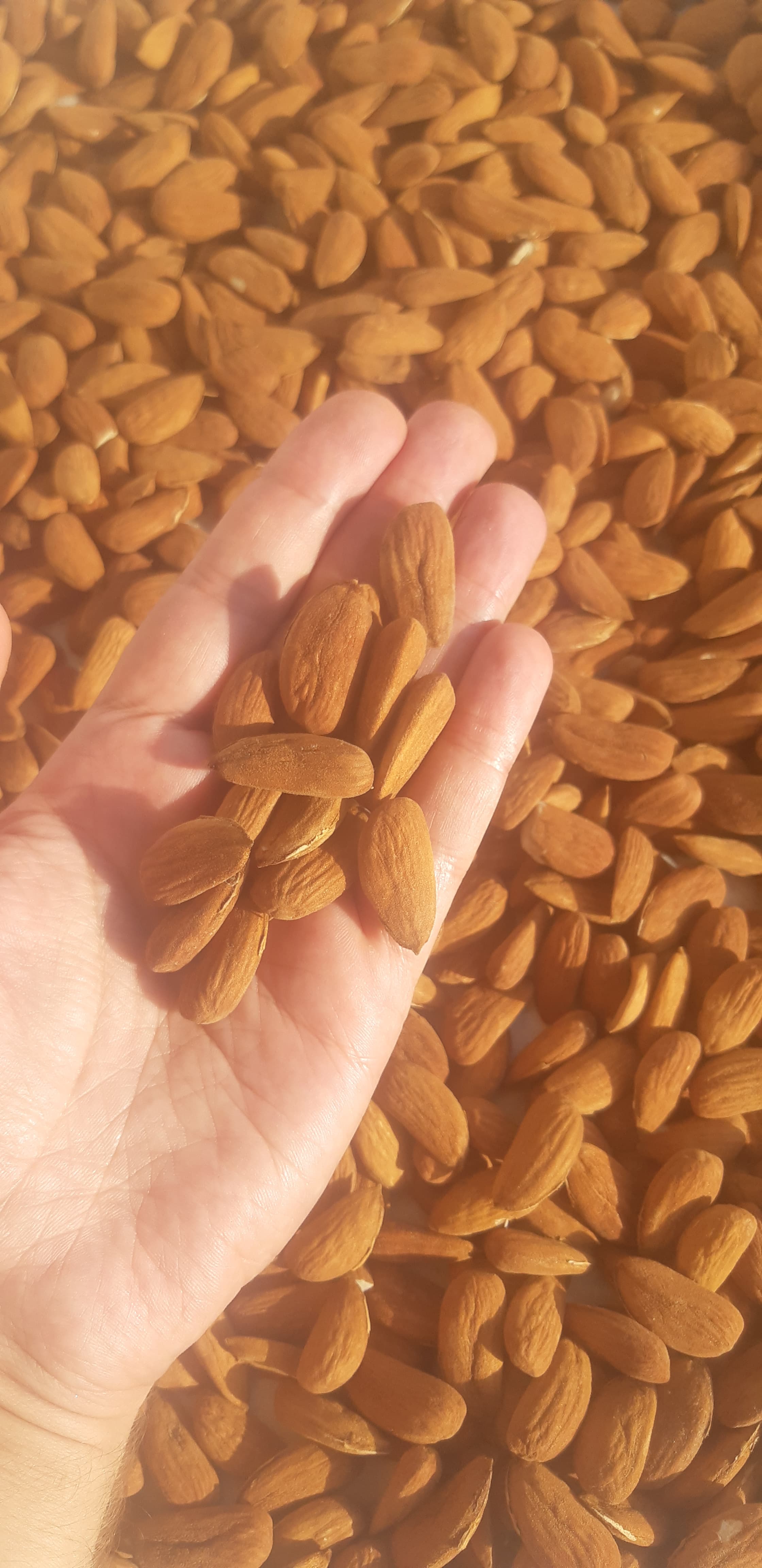 Badam