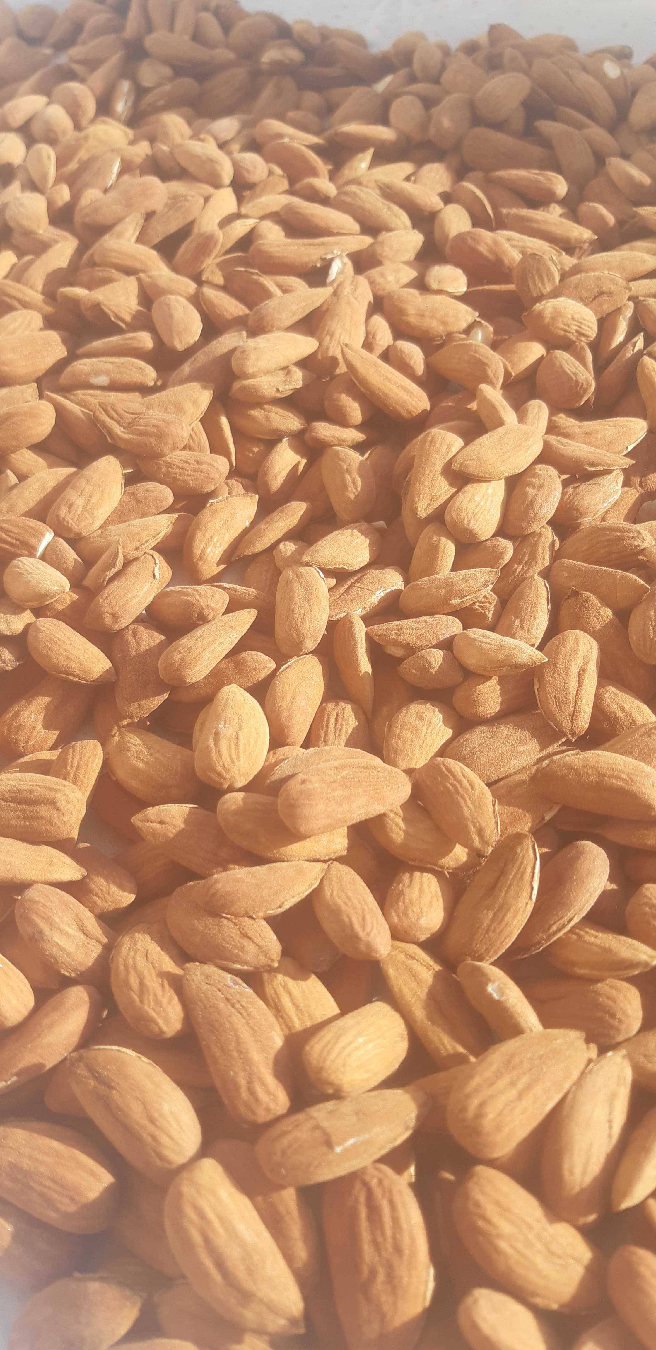 Badam