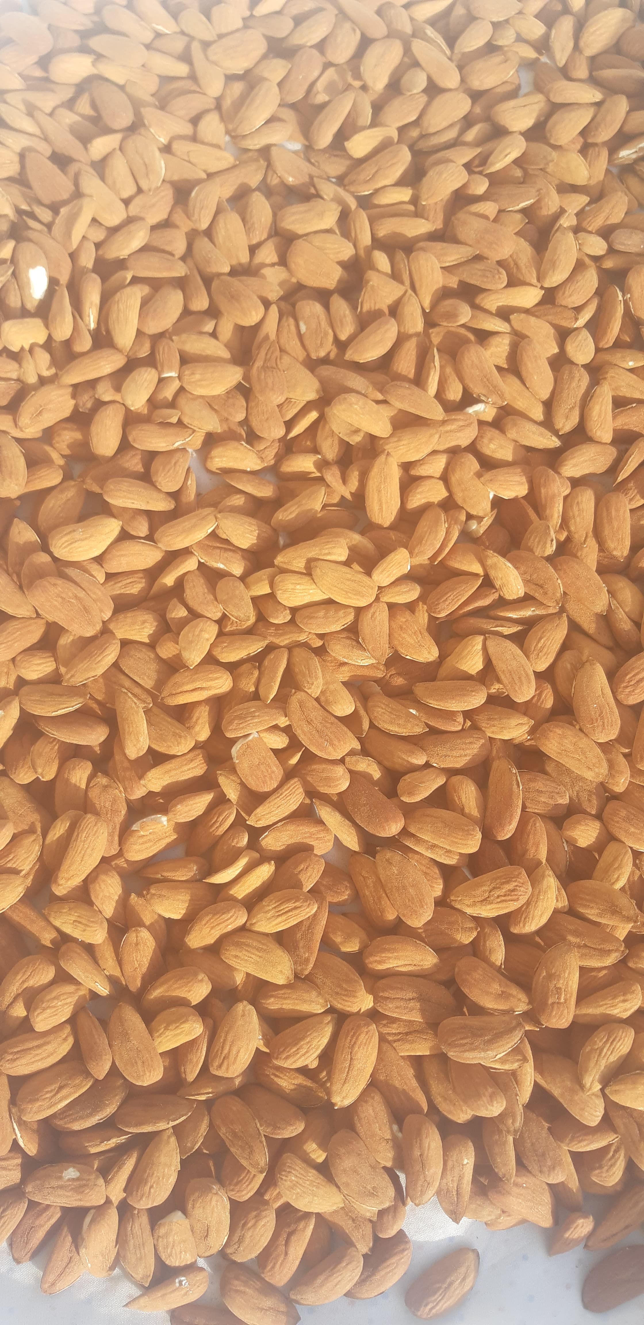 Badam