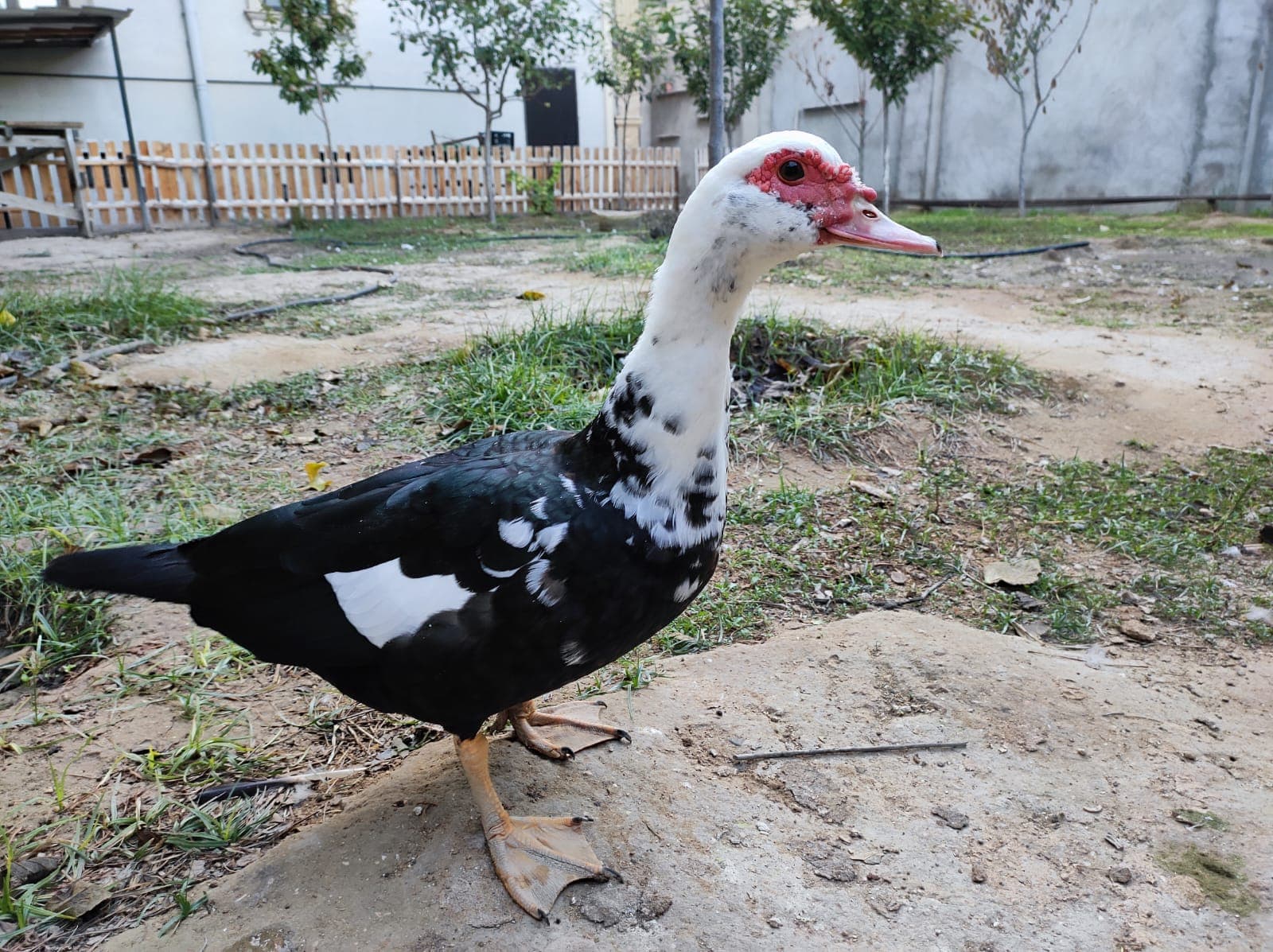 Lal ördək satılır