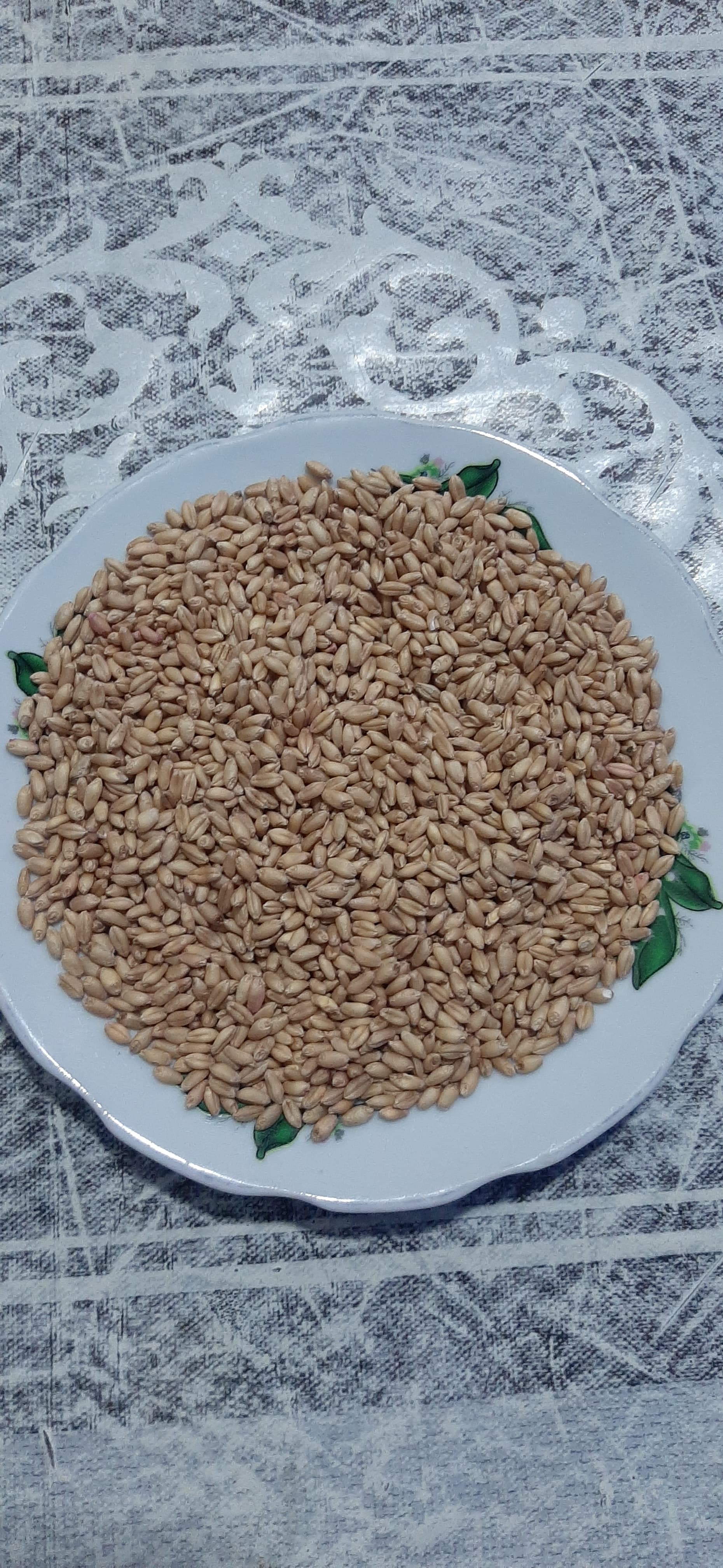 Buğda toxumu satılır