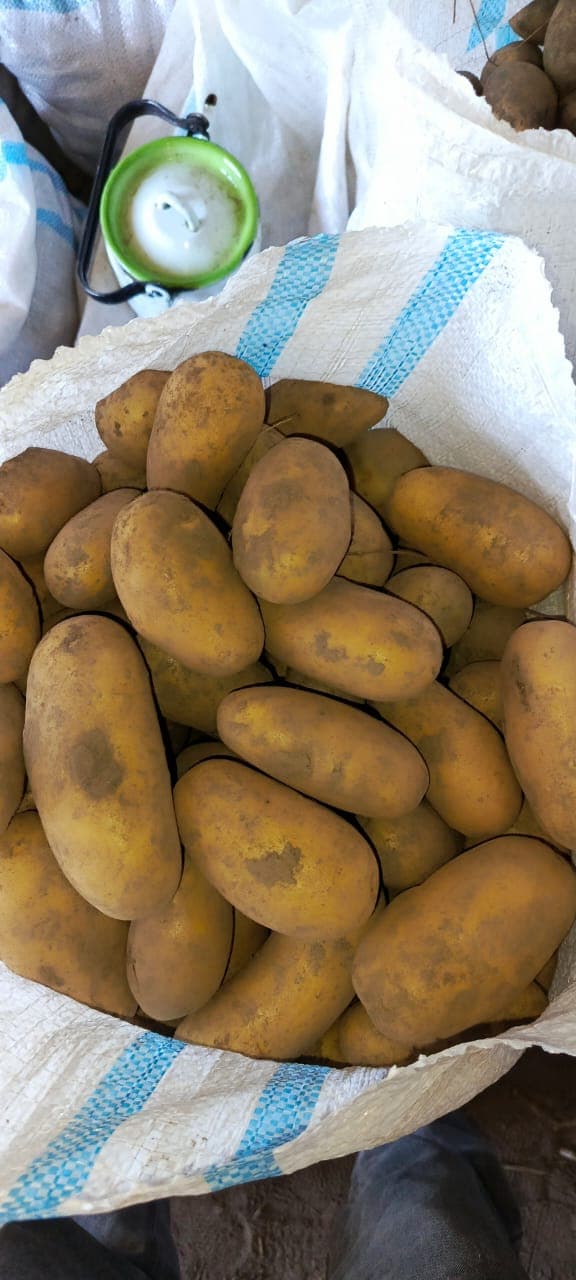 Qusar kartofu, dərmansız