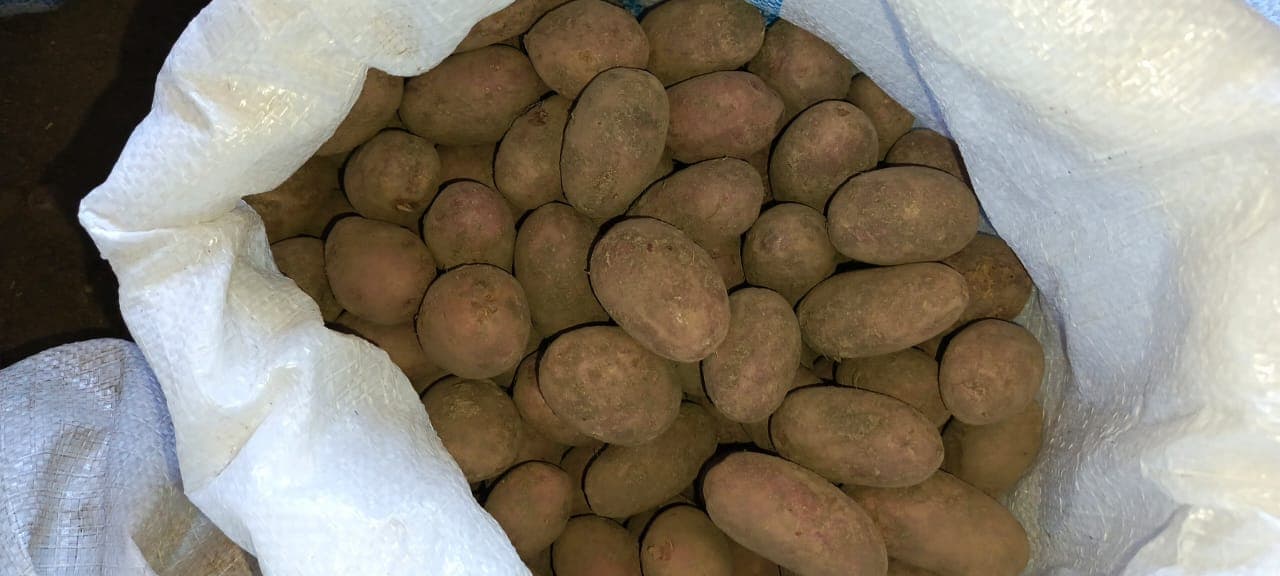 Qusar kartofu, dərmansız