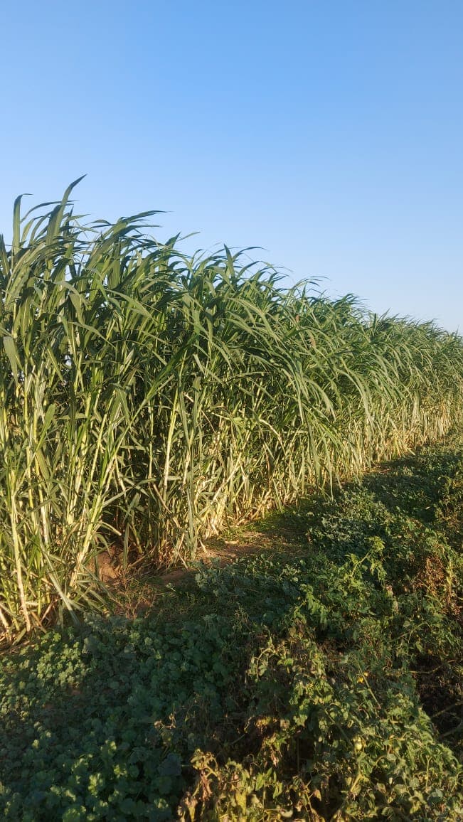 Maralfalfa bitkisi
