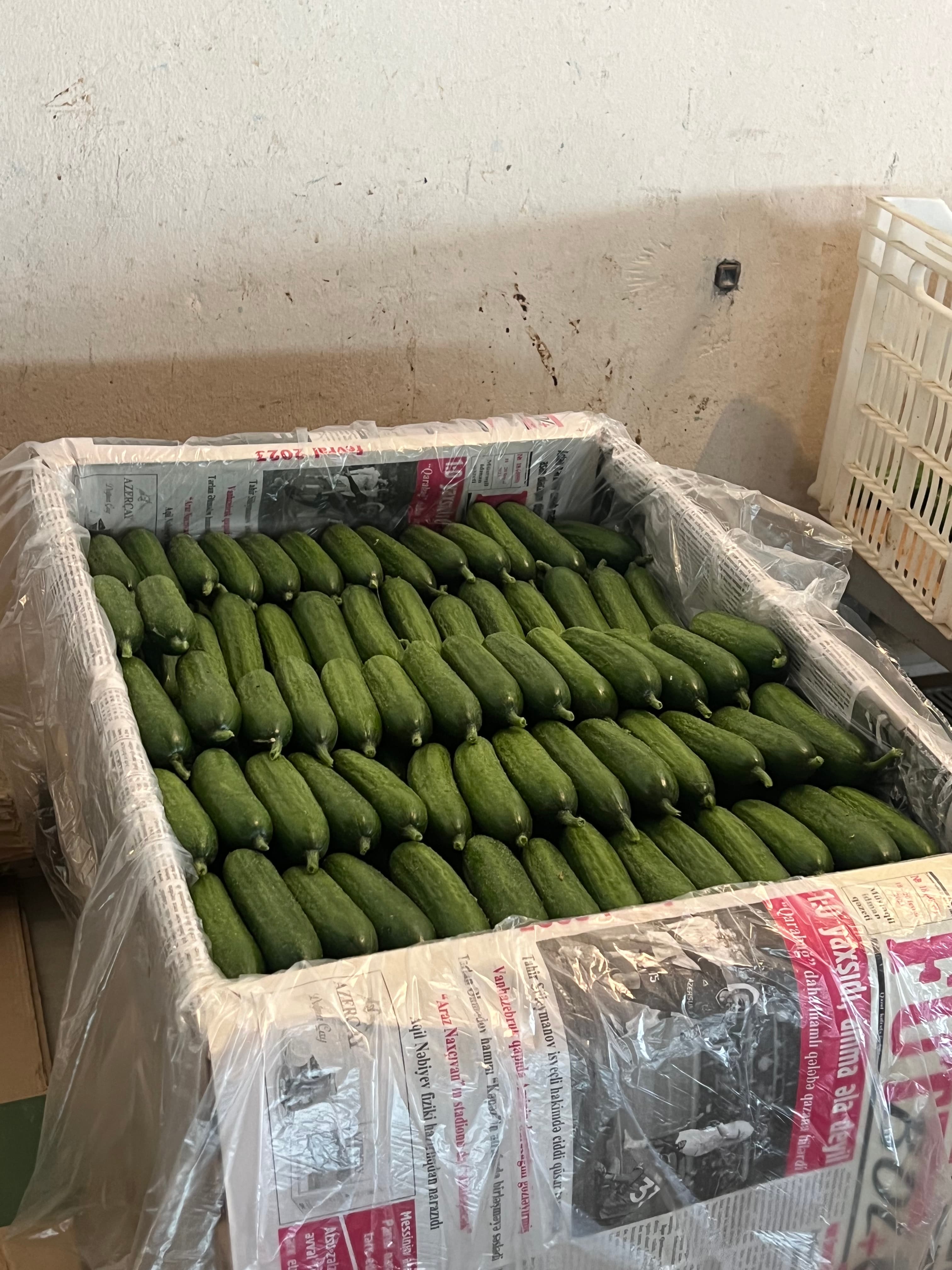 Espadana Xiyar Birinci sort