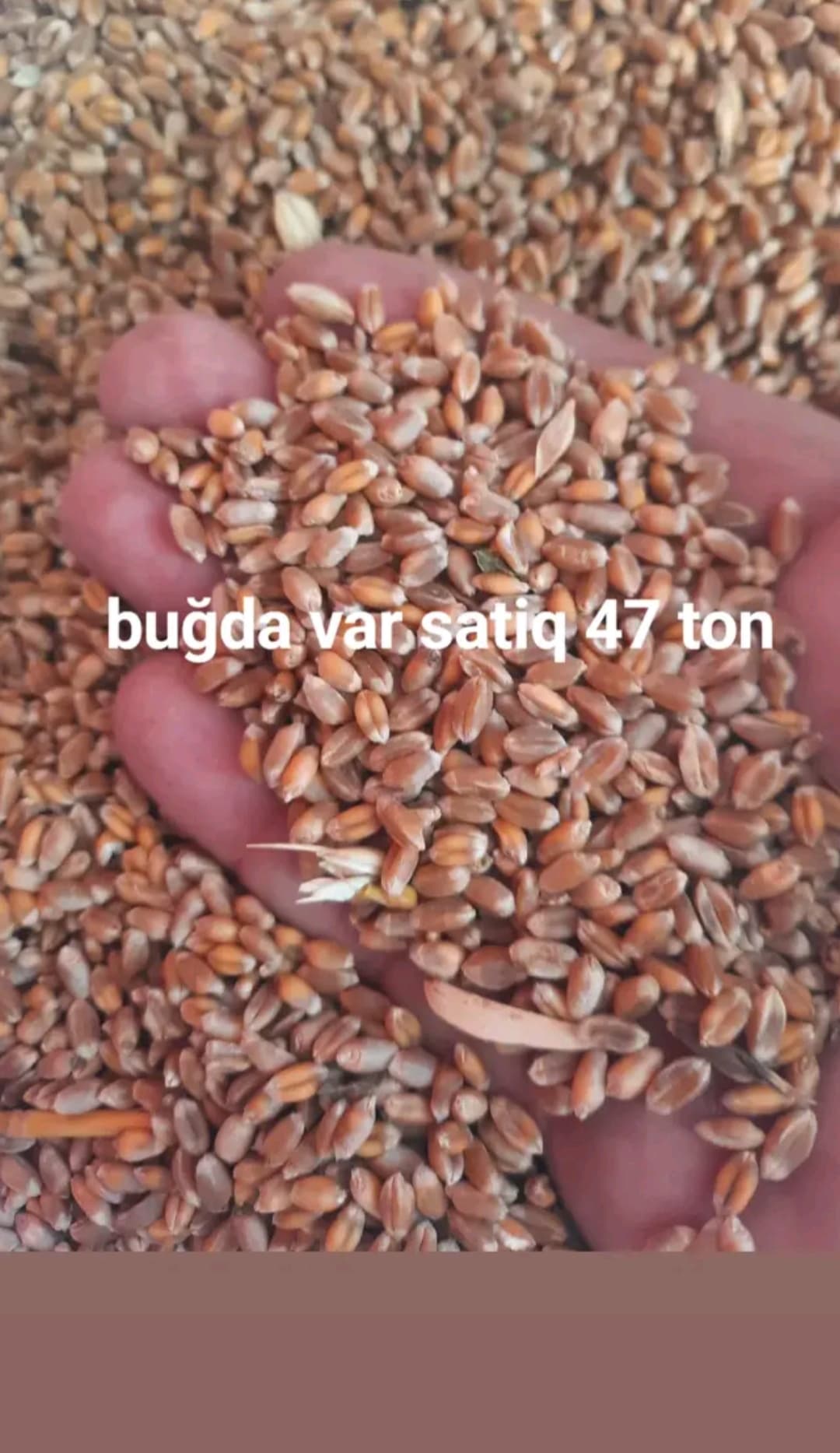 Buğda satılır