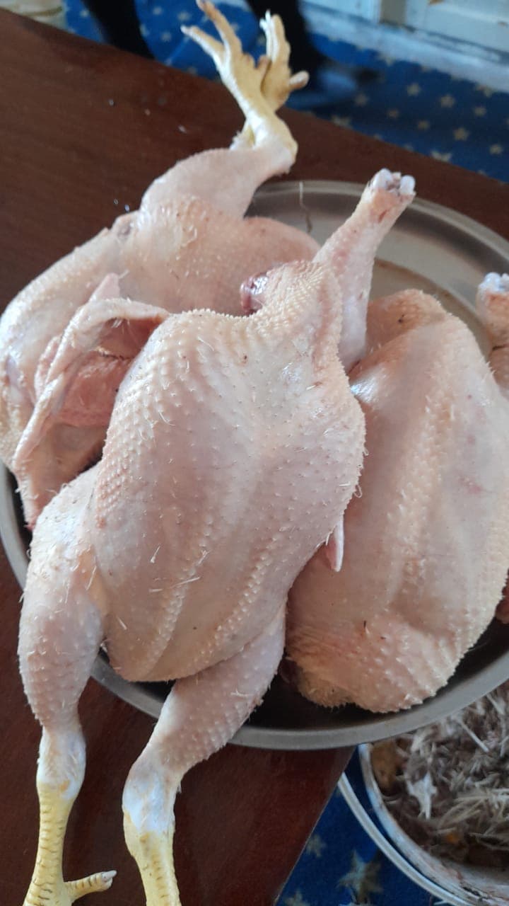 Kənd toyuğu