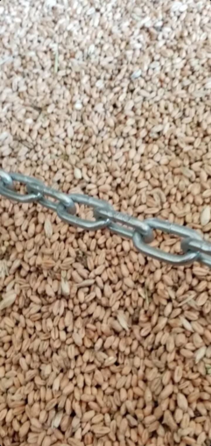 Buğda satılır