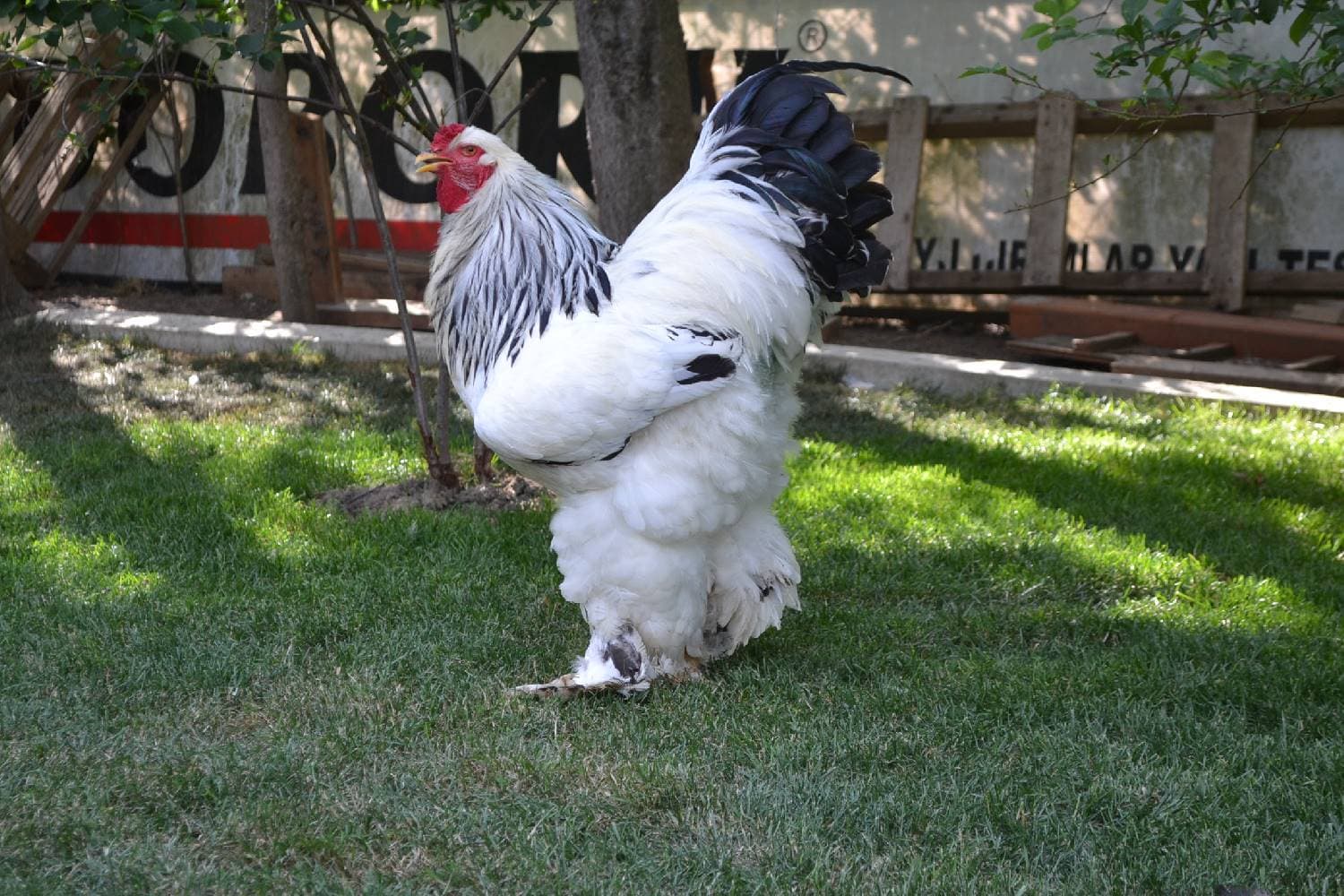 Brama layt yumurtaları