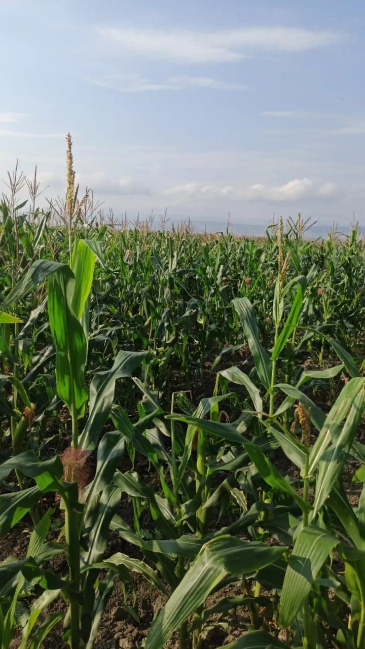 Keyfiyyətli Qarğıdalı Silosu