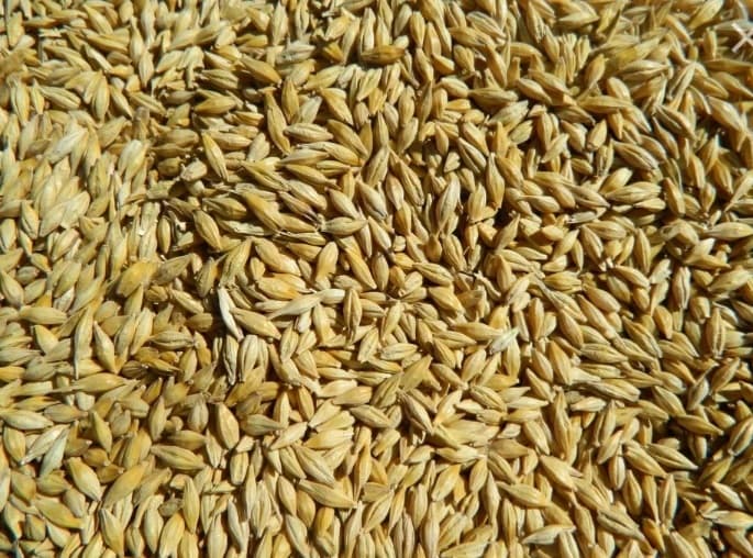 Arpa buğda
