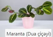 Dibçək bitkiləri