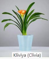 Dibçək bitkiləri