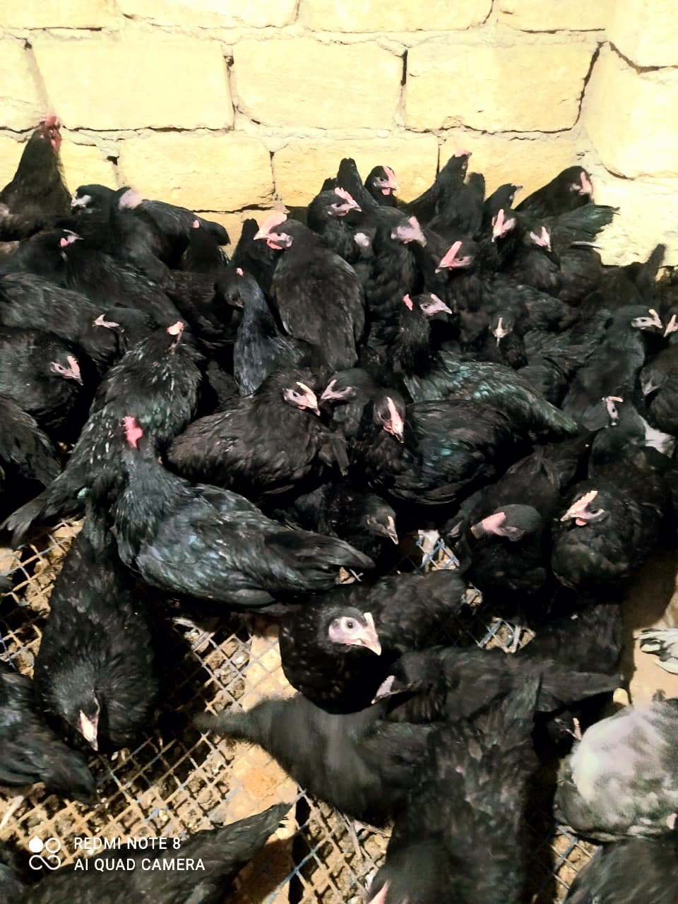Qapı çolpası