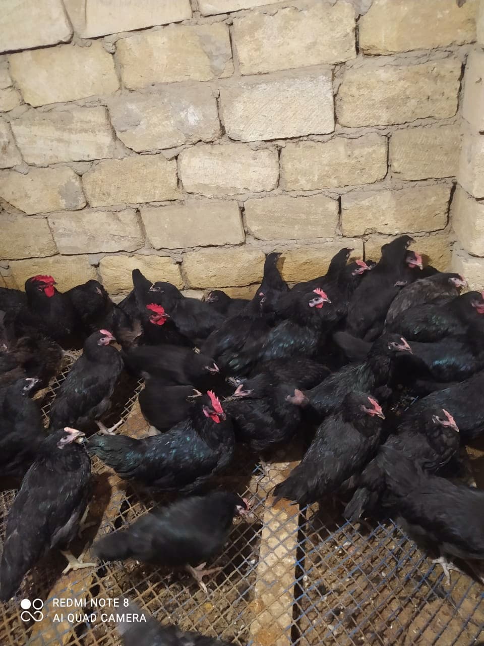 Qapı çolpası