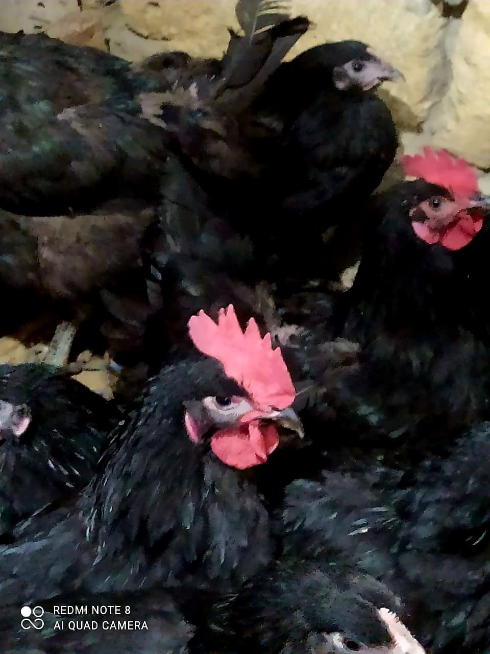 Qapı çolpası