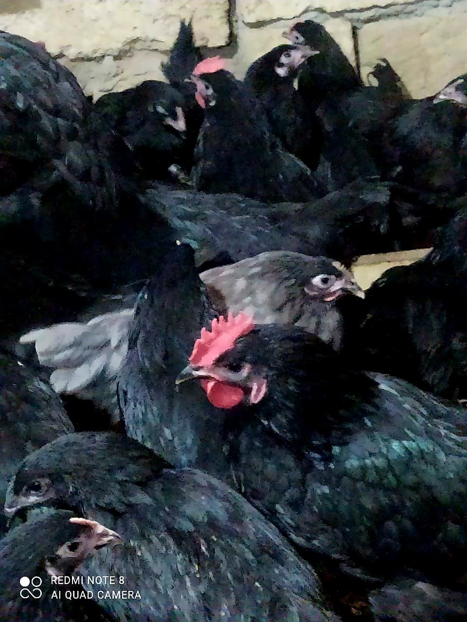 Qapı çolpası