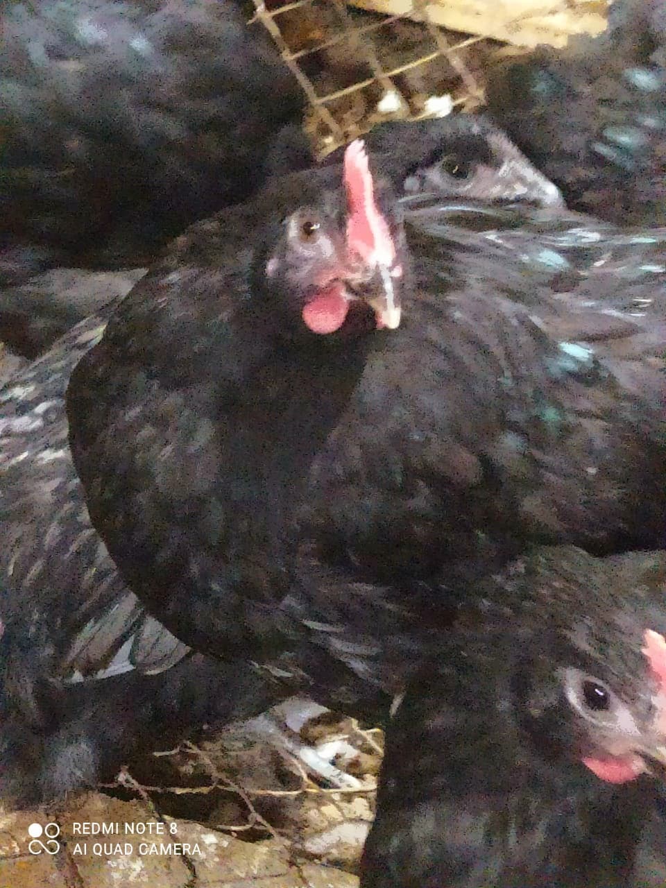 Qapı çolpası
