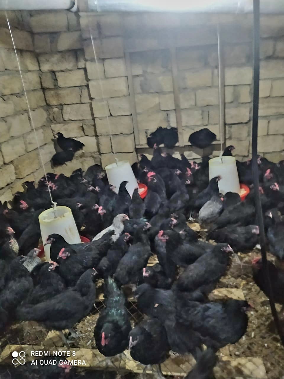 Qapı çolpası