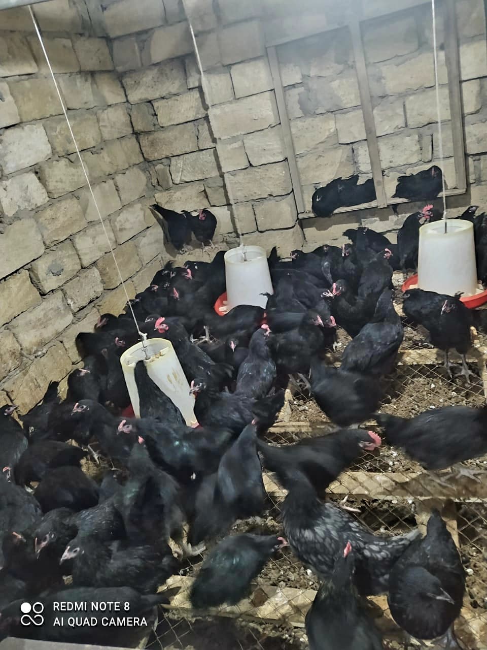 Qapı çolpası